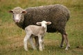 Lamb and mother sheep