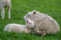Lamb with mother sheep laying in the grass