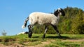 Lamb in a mountain pasture