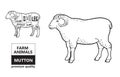 Lamb or mutton cuts diagram. Butcher shop.