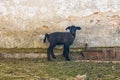 Lamb - newborn little black sheep