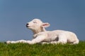 Lamb Royalty Free Stock Photo