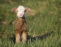 Lamb Royalty Free Stock Photo