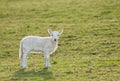 Lamb (Ovis aries) Alone in Pasture