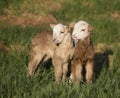 Lamb Royalty Free Stock Photo