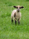 Lamb on the pasture Royalty Free Stock Photo