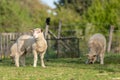 Lamb in a pasture in spring