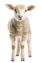 Lamb posing alone against transparent background Royalty Free Stock Photo