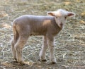 Lamb posing inside sheep pen Royalty Free Stock Photo