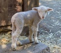 Lamb posing inside sheep pen Royalty Free Stock Photo