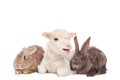 Lamb and rabbits