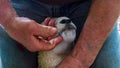 Lamb recieving medicine from farmer