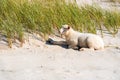 Lamb relaxing on the beach on a sunny day, on Sylt island, Germany Royalty Free Stock Photo