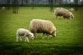 Lamb remains close to the mama sheep in a field in West Friesland, Netherlands. Royalty Free Stock Photo