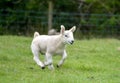 Lamb running in field, Keswick