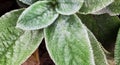 Lamb\'s Ear, an ornamental perennial plant, Turkish lamb\'s ear, Stachys byzantine Stachys Lamiaceae. Garden plants close-up. Gard Royalty Free Stock Photo