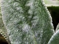 Lamb\'s Ear, an ornamental perennial plant, Turkish lamb\'s ear, Stachys byzantine Stachys Lamiaceae. Garden plants close-up. Gard Royalty Free Stock Photo