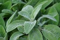 Lamb's Ear perennial plant with soft and fuzzy leaves