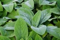 Lamb's Ear plant, perennial plant with soft and fuzzy leaves