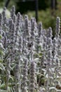 Lamb`s ear plant  -  Stachys Byzantina blooming in violet in the medicinal garden Royalty Free Stock Photo