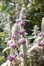 Lamb`s Ear Stachys byzantina blooming in garden outdoors on a sunny summer day Royalty Free Stock Photo