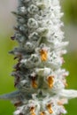 Lamb's Ear (Stachys Byzantina) Flowering Spike Close-Up