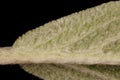 Lamb`s-Ear Stachys byzantina. Leaf Detail Closeup Royalty Free Stock Photo