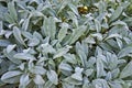 Lamb`s-ear or Woolly hedgenettle, Stachys byzantina, on garden Royalty Free Stock Photo