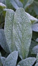 Lamb`s-ear or Woolly hedgenettle, Stachys byzantina, on garden Royalty Free Stock Photo