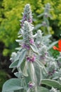 Lamb`s Ears Stachys byzantina