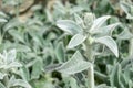 Lamb`s Ears, Turkish lamb`s ear, Stachys byzantine, woolly hedge Royalty Free Stock Photo