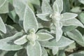 Lamb`s Ears, Turkish lamb`s ear, Stachys byzantine, woolly hedge Royalty Free Stock Photo