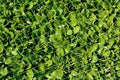 Lamb's lettuce Royalty Free Stock Photo