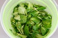 Lamb`s lettuce in a salad spinner Royalty Free Stock Photo