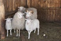 Lamb's little family