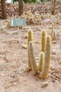 Lamb\'s Tail Cactus (Cleistocactus hyalacanthus) in the high altitude botanical garden in Tilcara.