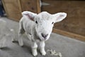 Lamb on a shearing farm