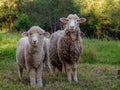 A lamb and a sheep grazing near an alder forest at sunset Royalty Free Stock Photo