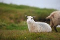 Lamb sheep lying in the meadow