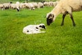 Lamb and sheep in the meadow Royalty Free Stock Photo