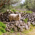 Lamb sheep in mediterranean landscape at Menorca