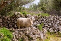 Lamb sheep in mediterranean landscape at Menorca