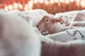 Lamb in sheep pen on dairy farm Royalty Free Stock Photo