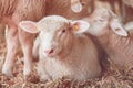 Lamb in sheep pen on dairy farm Royalty Free Stock Photo