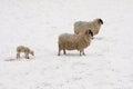 Lamb and sheep in the Snow Royalty Free Stock Photo