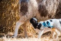 Lamb sheep suckling Ewe in a lambing pen during lambing season Royalty Free Stock Photo