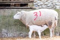 Lamb sheep suckling on its Ewe mother in a barn during lambing season Royalty Free Stock Photo