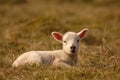 Lamb sitting Royalty Free Stock Photo