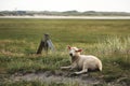 Lamb sitting on grass on Sylt island nature reserve Royalty Free Stock Photo