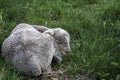 Lamb sleeping, sheep, green grass, curled up